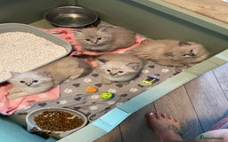 Ragdoll cats for sale: Ragdoll kittens   in Southampton - Image 1