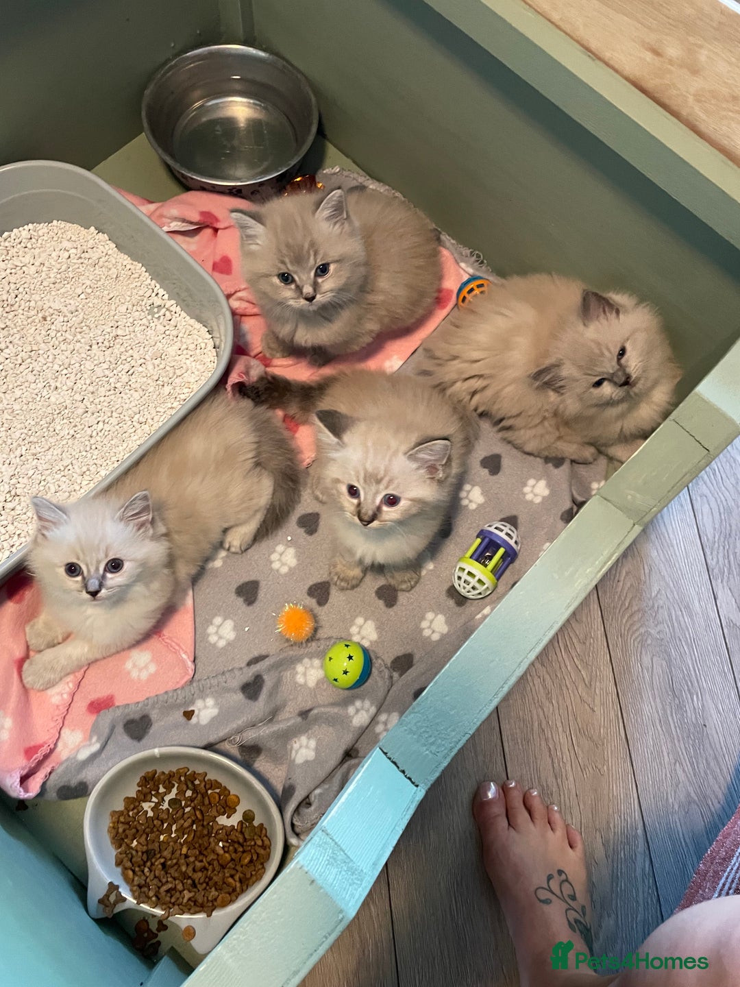 Ragdoll cats for sale: Ragdoll kittens   in Southampton - Image 1