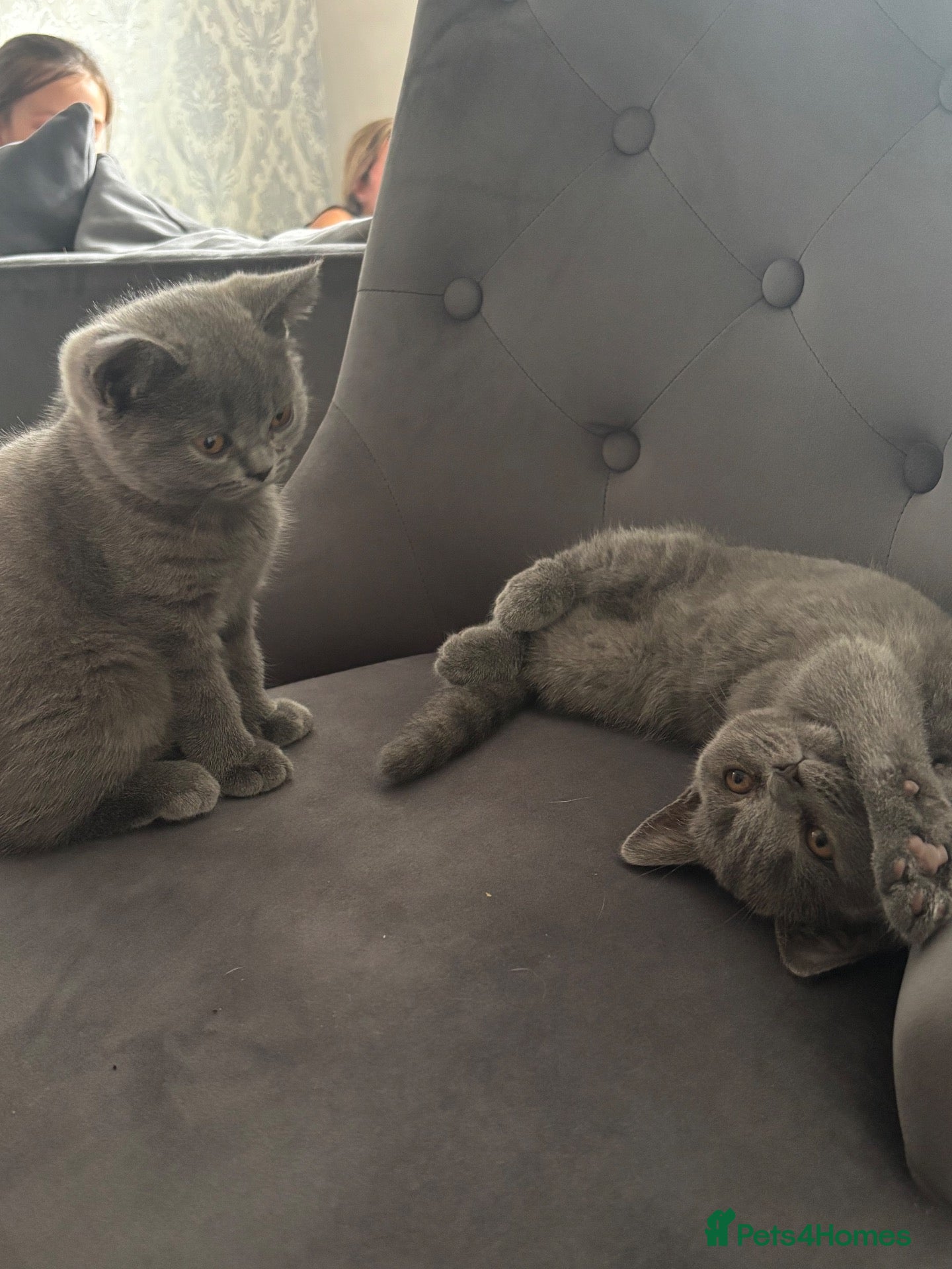 British Shorthair cats 🐾 2 beautiful British blue shorthair girls🐾 - Advert 1