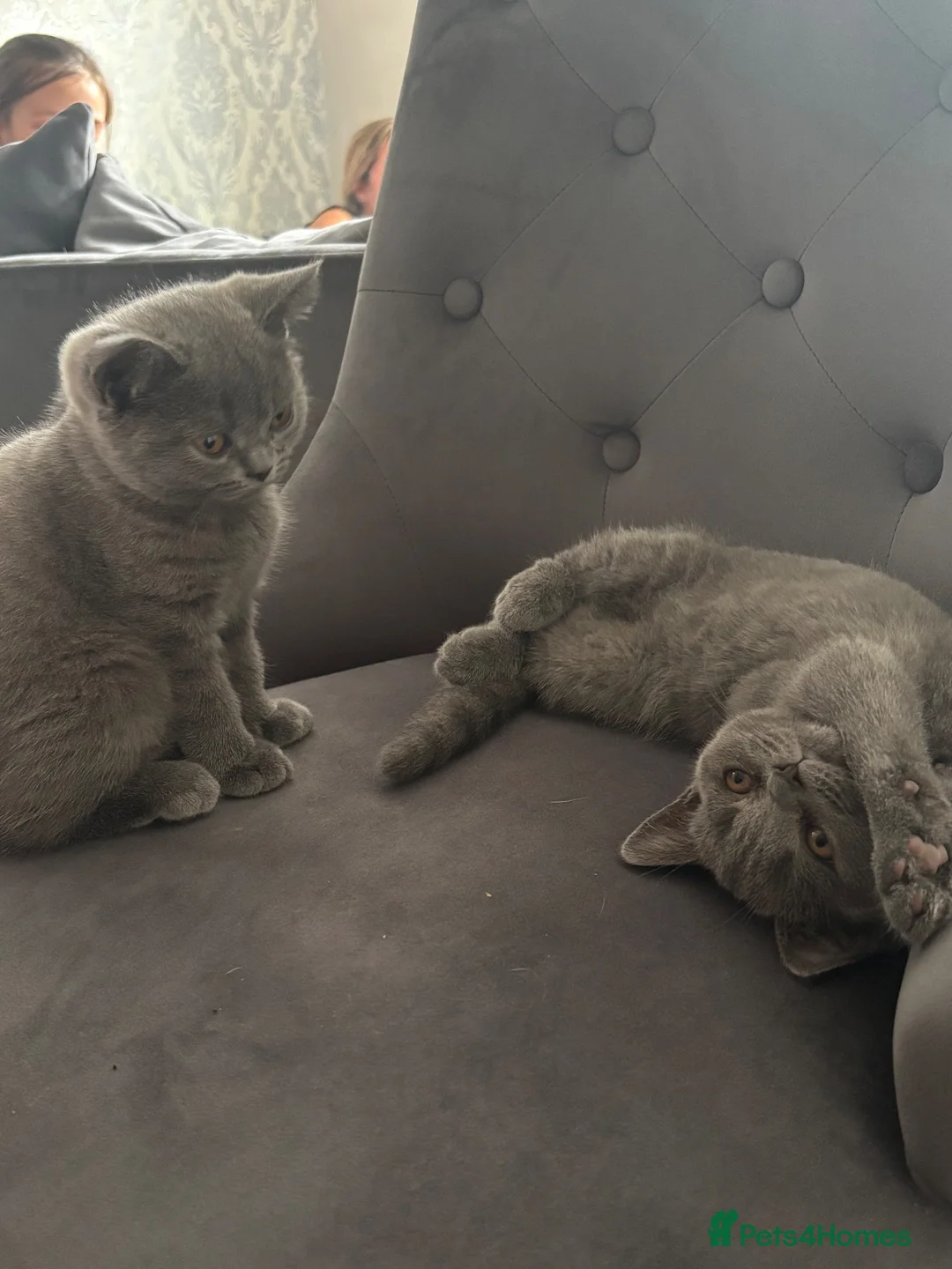 British Shorthair cats for sale: 🐾 2 beautiful British blue shorthair girls🐾 - Advert 2
