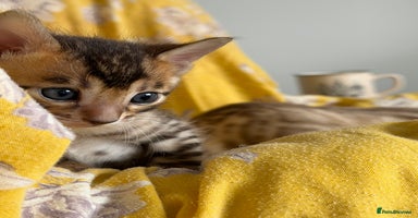Bengal cats - Advert 14