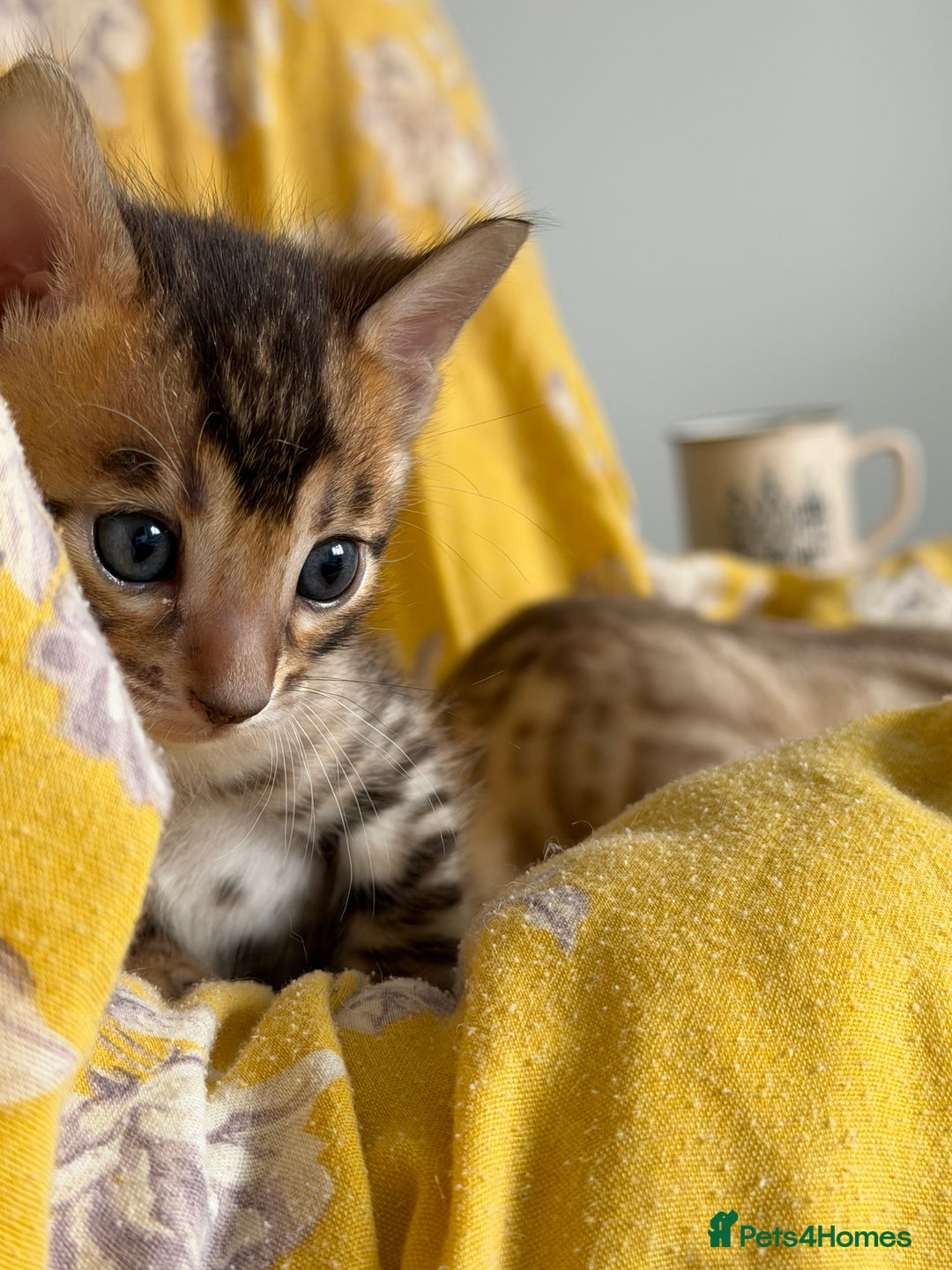 Bengal cats for sale: Pure Bengal Kittens, Ready NOW  - Image 4