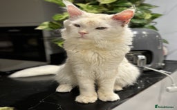 Maine Coon cats for sale: Maine Coon Big Boy Zeus looking for loving family - Image 1