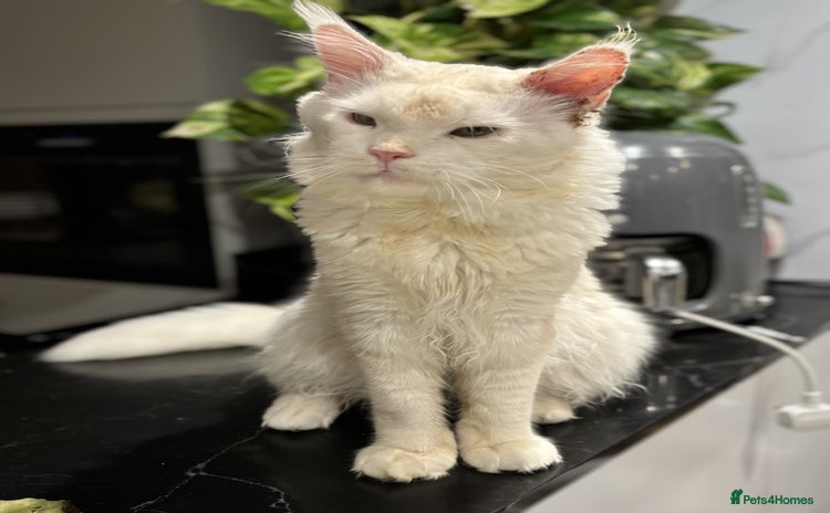 Maine Coon cats - Advert 1