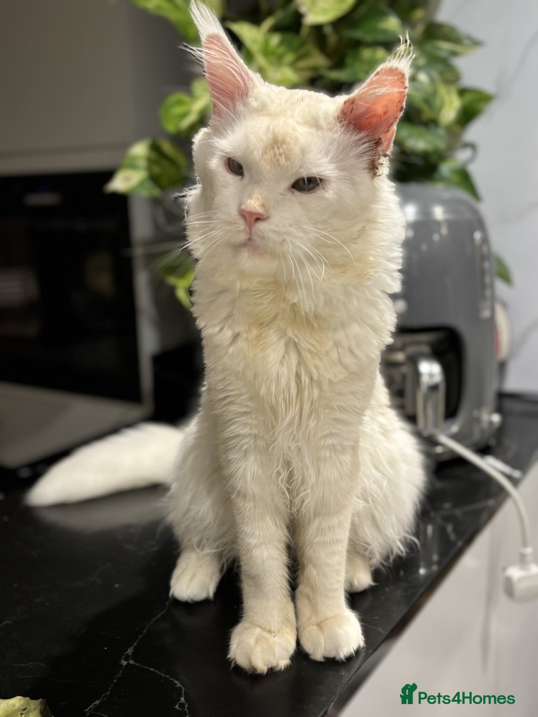 Maine Coon cats for sale: Maine Coon Big Boy Zeus looking for loving family - Image 1