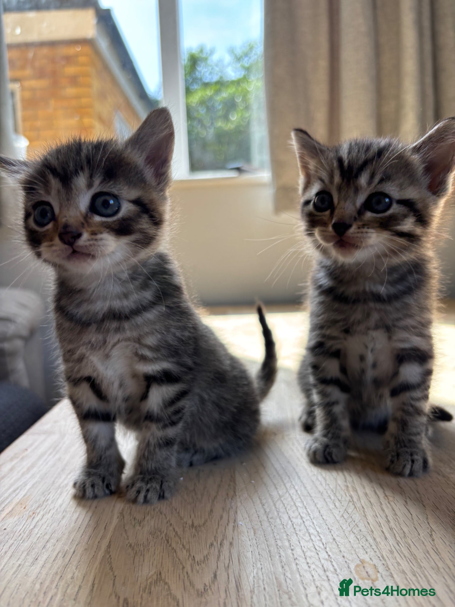 Mixed Breed cats Lovely kittens  - Advert 14