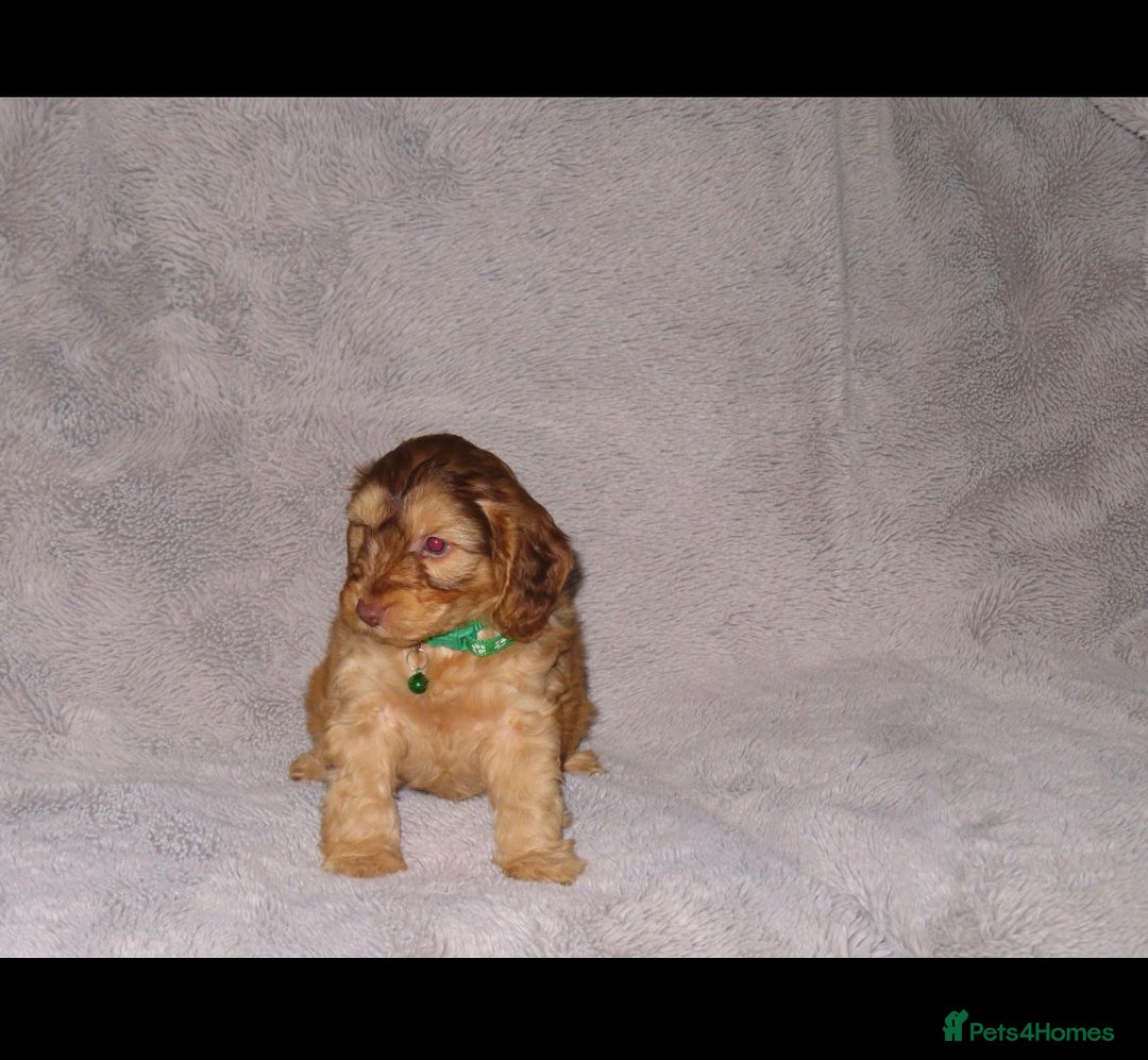 Cockapoo dogs for sale: Cockerpoo puppies  - Advert 8