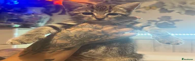 Domestic Shorthair 2