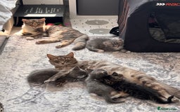 Domestic Shorthair cats for sale: Beautiful kittens.  - Image 7