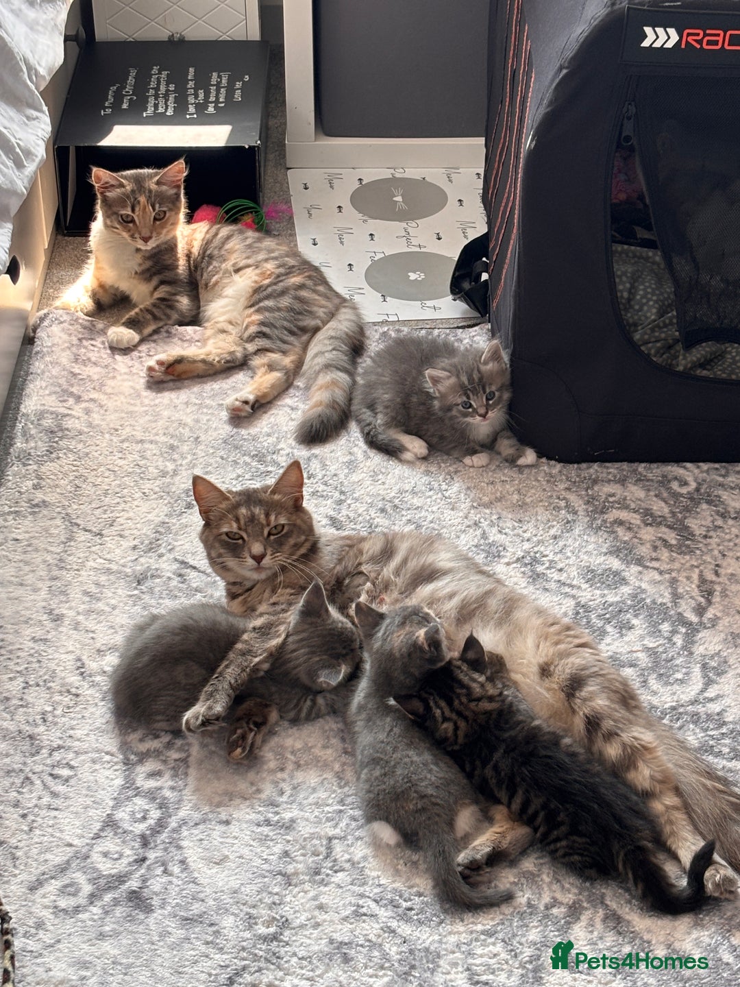 Domestic Shorthair cats for sale: Beautiful kittens.  - Image 7