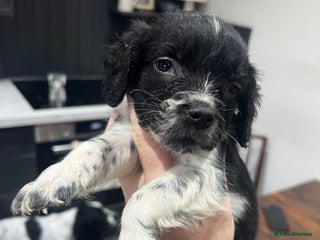 Sprocker dogs 1 LEFT high quality Sprocker’s, STRONG GENES - Advert 6