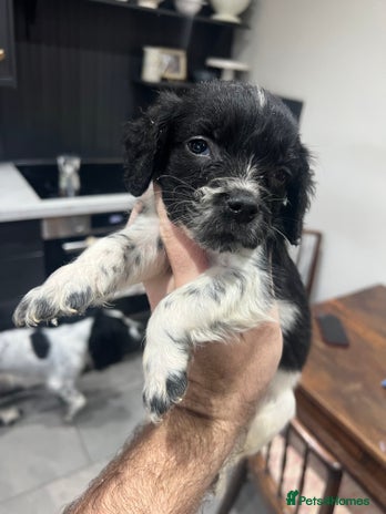 Sprocker dogs - Advert 1