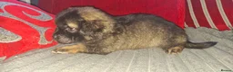 Mixed Breed dogs for sale: Rus-A-Pei ( Rare ) - Advert 5
