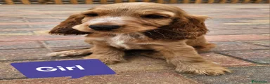 Cocker Spaniel Puppy 6 ( Sold )