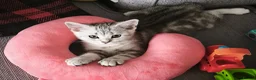 Scottish Fold cats for sale: Last Scottish Straight Silver Tabby Boy Available - Advert 5