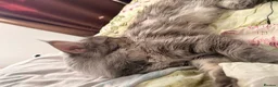 Maine Coon cats for sale: Amazing blue tortie girl  - Advert 9