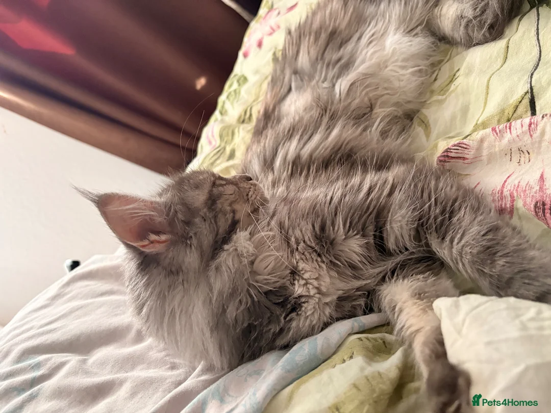 Maine Coon cats for sale: Amazing blue tortie girl  - Advert 9