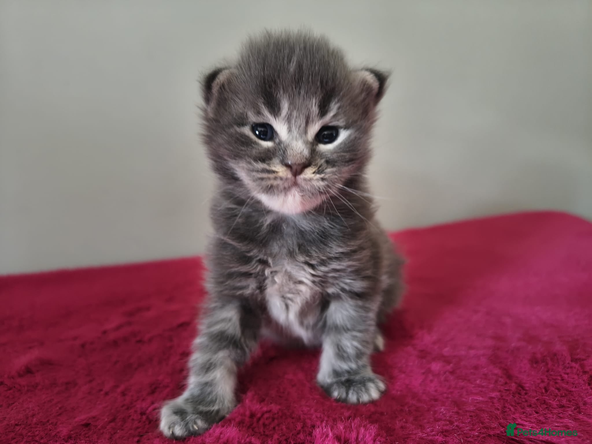 Maine Coon cats Tica registered Maine coon kittens - Advert 1
