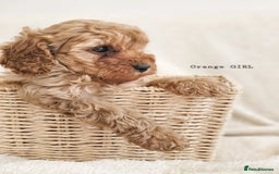 Cavapoo dogs for sale: Adorable F1b Cavapoo Puppies Ready from 20th Sept - Image 17