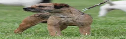 Border Terrier dogs for sale: Border terrier pups  - Advert 14