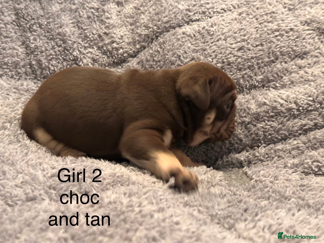 English Bulldog dogs for sale: QUALITY 5* ENGLISH BULLDOG PUPPIES - Advert 10