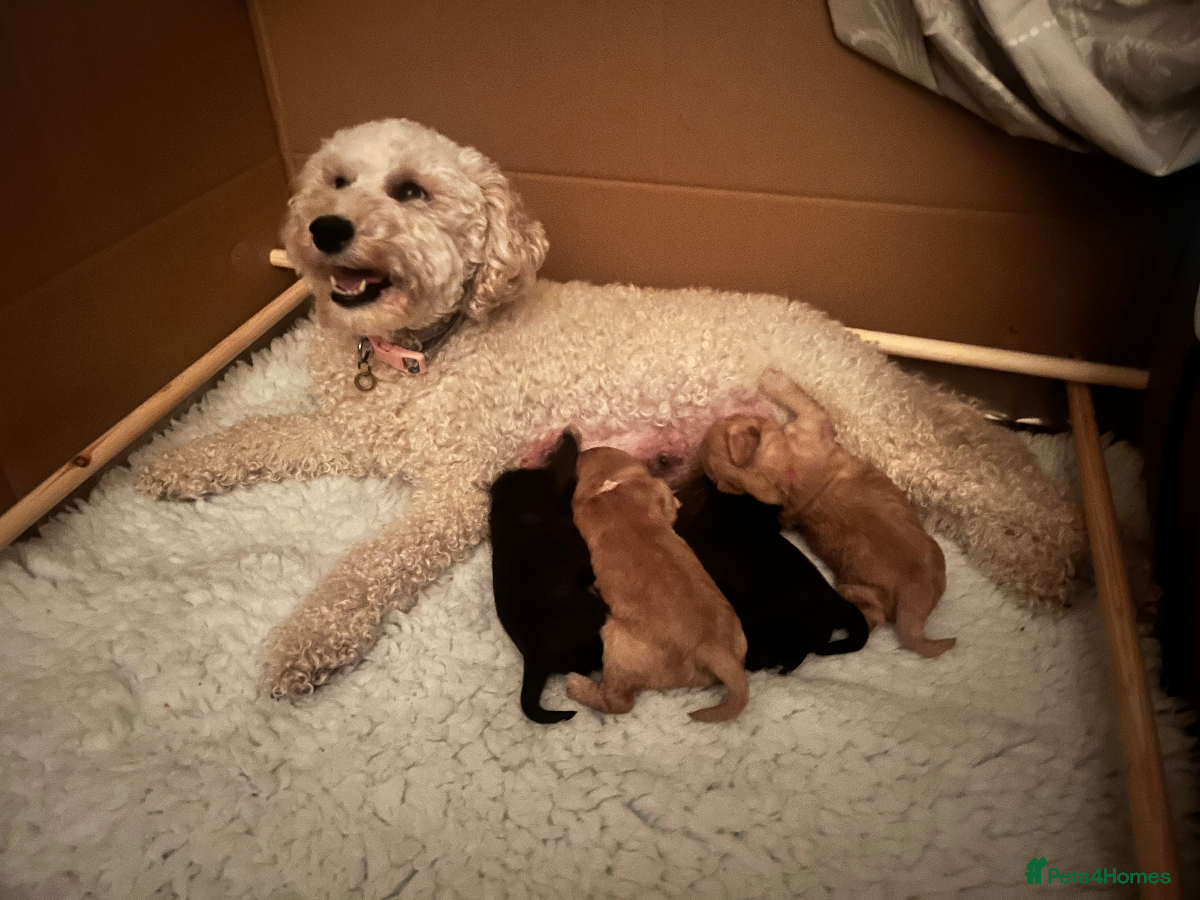 Cavapoo dogs Adorable Cavapoo Puppies – Ready February - Advert 3