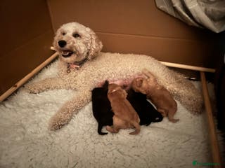 Cavapoo dogs Adorable Cavapoo Puppies – Ready February - Advert 15