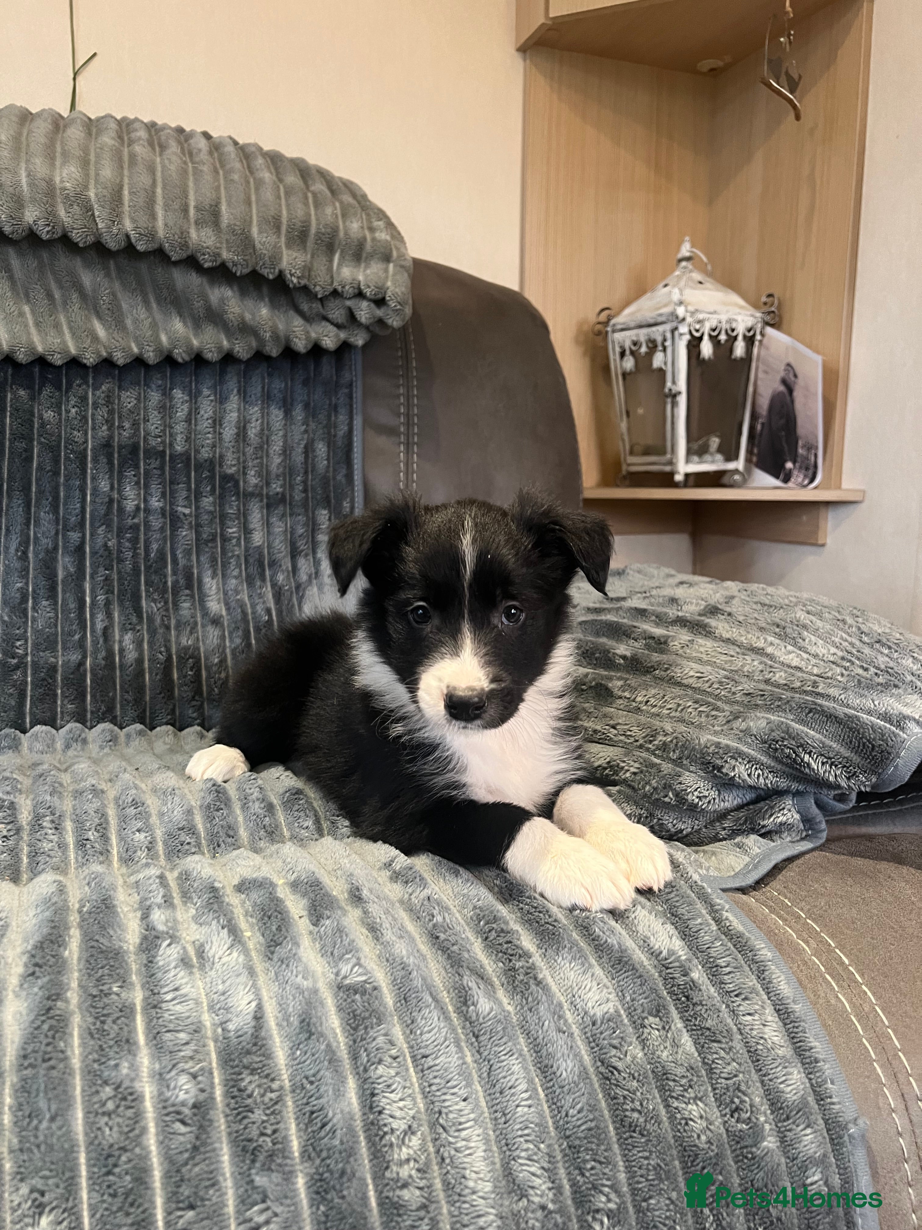 Border Collie dogs READY NOW - Sheepdog pupps for sale  - Advert 12