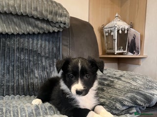 Border Collie dogs READY NOW - Sheepdog pupps for sale - Advert 12