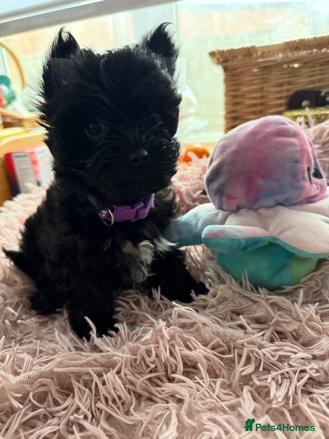 Yorkshire Terrier dogs for sale:  2 left Yorkshire terrier Black Biewer Ready To go - Image 14