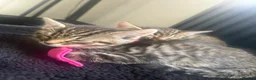 Mixed Breed cats for sale: 5 beautiful tabby kittens  - Advert 5