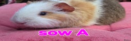 Guinea Pig rodents for sale: Pure BRED TEDDY SOWS  - Advert 2