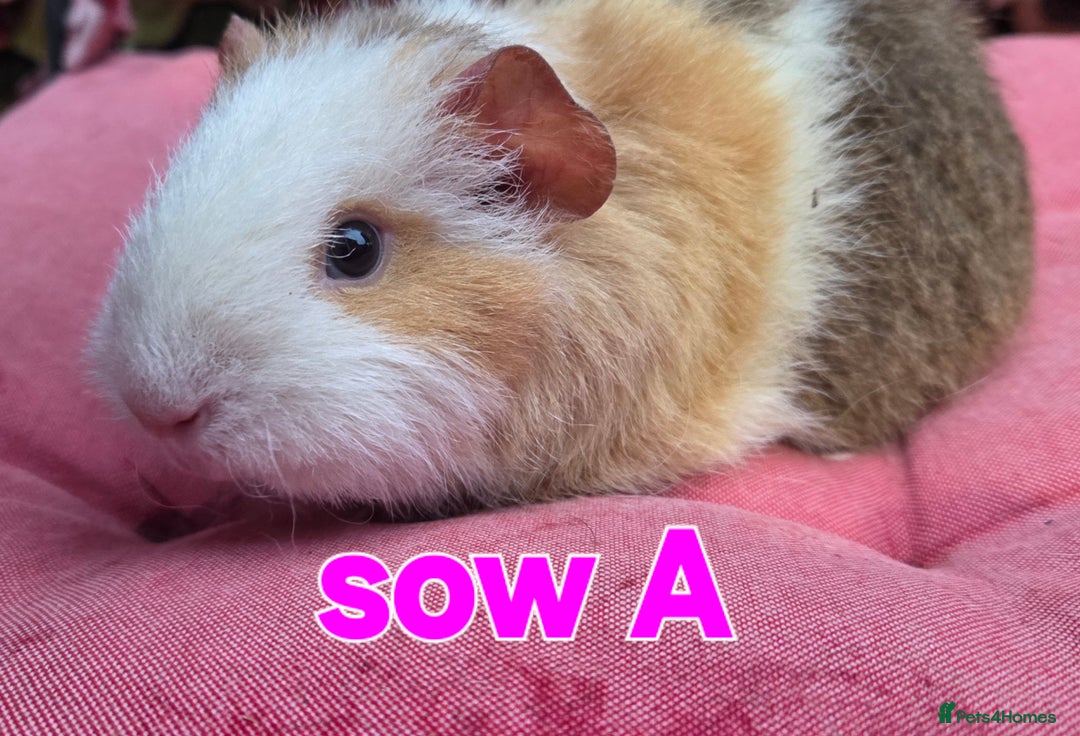 Guinea Pig rodents for sale: Pure BRED TEDDY SOWS  - Advert 2