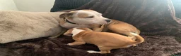 Staffordshire Bull Terrier dogs for sale: Male puppy Staffordshire bull terrior in Manchester - Advert 3