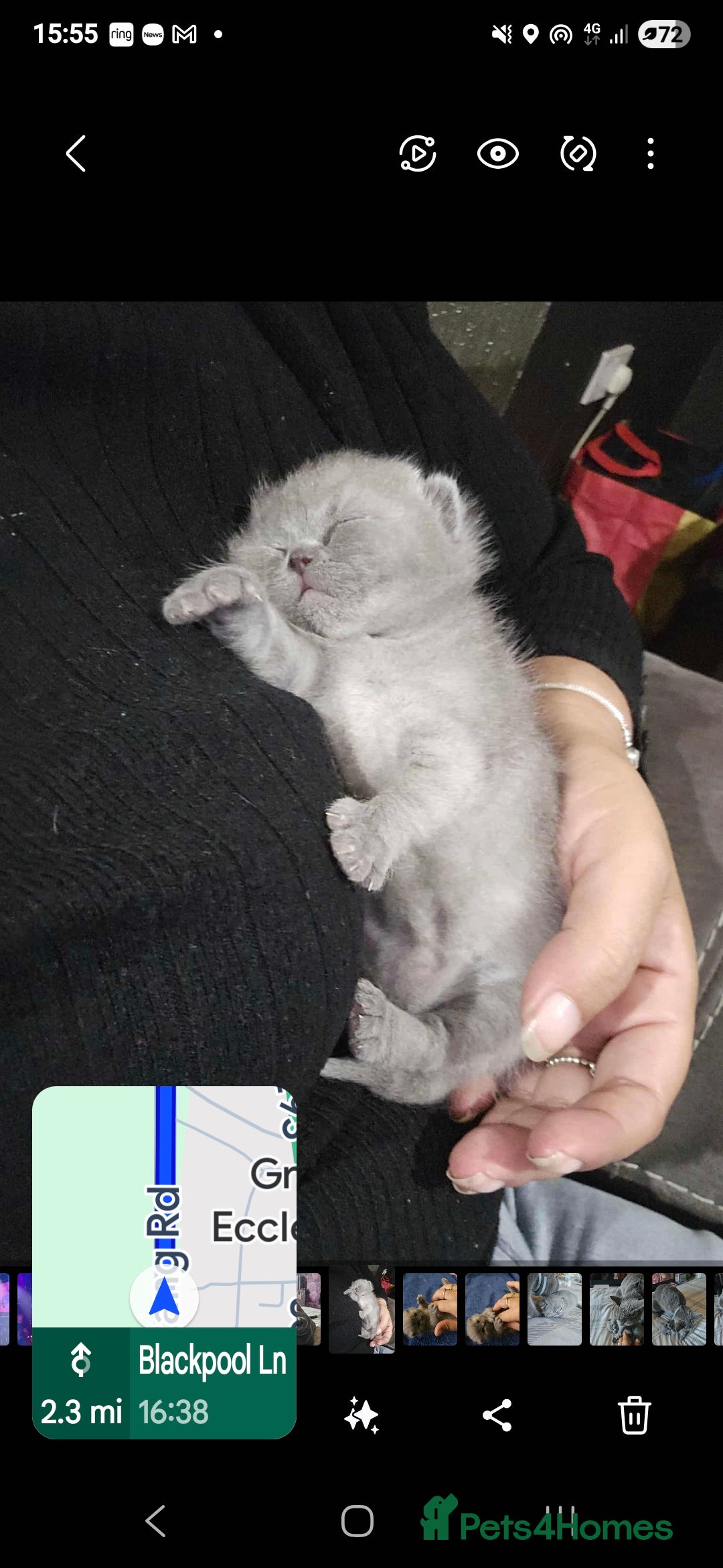 British Shorthair cats for sale: British Shorthair 1 little girl - Image 2