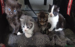 Mixed Breed cats for sale: Stunning long hair kittens for sale - Image 26