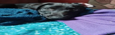 Lurcher 2