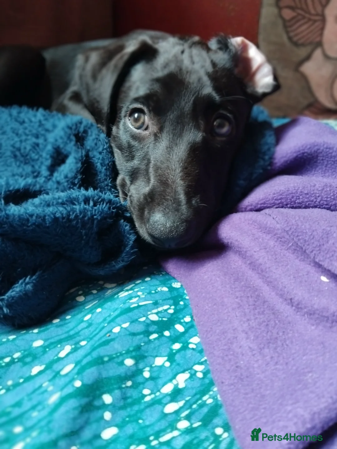Lurcher dogs for sale: Bedlington greyhound x bull lurcher pups - Advert 2