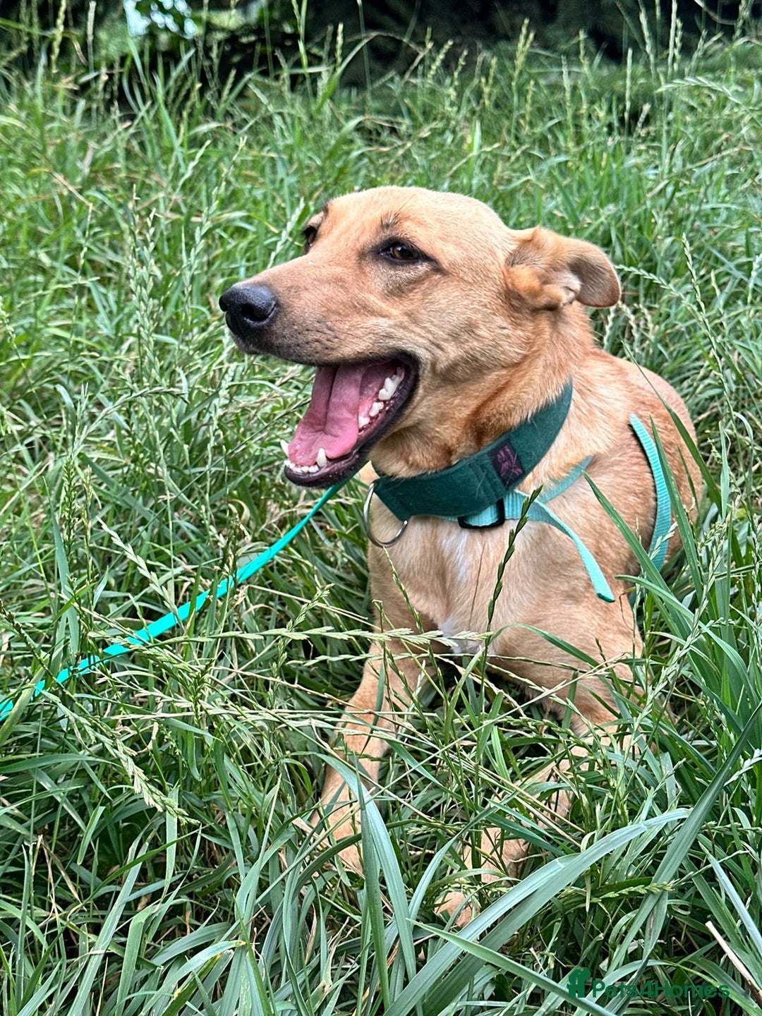 Mixed Breed dogs for adoption: 💖🐶 KURKUMA -1.5-year-old girl, medium-sized🐶💖 - Image 6