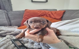 Miniature Dachshund dogs for sale: Miniature dachshund  - Image 1