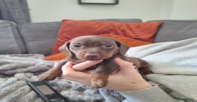 Miniature Dachshund dogs - Advert 13