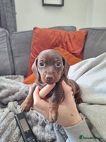 Miniature Dachshund dogs - Advert 8