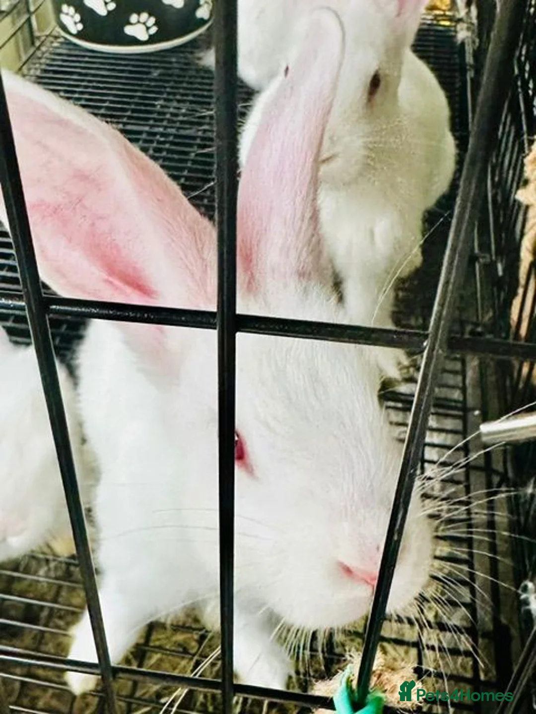 New Zealand rabbits for sale: Purebred New Zealand Rabbits Socialized & Healthy - Advert 2
