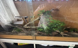 Corn Snake reptiles for sale: Beautiful male corn snake - Image 10