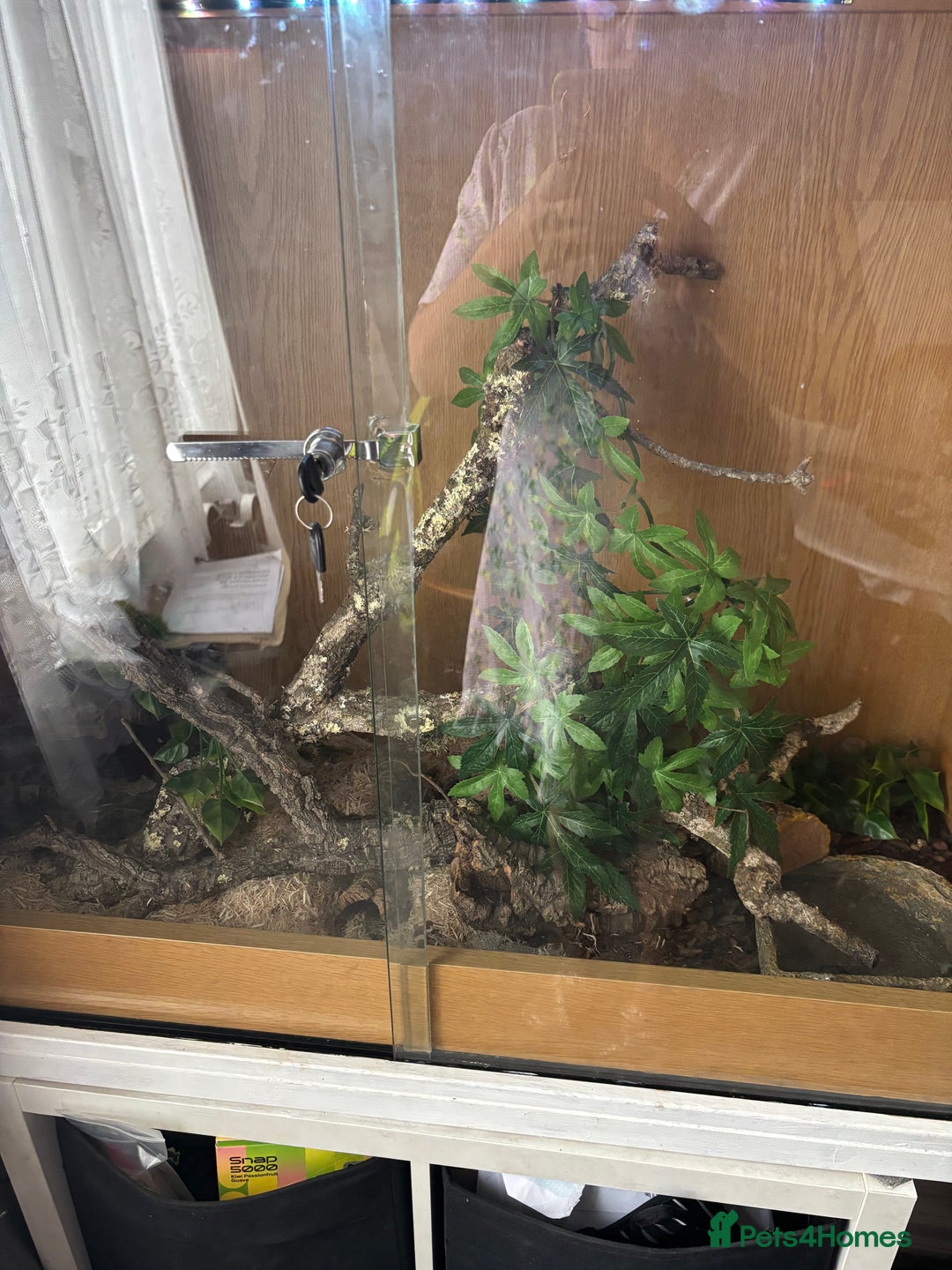 Corn Snake reptiles for sale: Beautiful male corn snake - Image 10