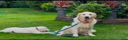 Golden Retriever dogs for sale: Golden Retriever KC Reg Puppy - Champ Lines - Advert 6