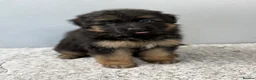 German Shepherd dogs for sale: Huge top quality 4th generation KC puppies - Advert 8