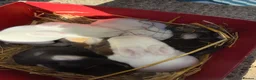 Mini Lop rabbits for sale: Exceptional Top Quality Pure Bred Mini Lops - Advert 6