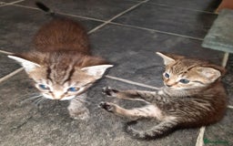 Mixed Breed cats for sale: Adorable kitten's  - Image 15