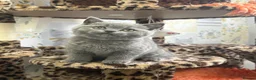 British Shorthair cats for sale: Ch sired GCCF Reg British shorthairs  - Advert 7